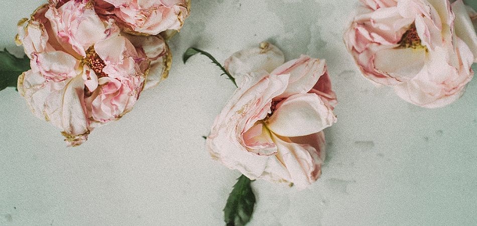 earmilkfiller00021.jpg Pink roses with green leaves, slightly wilted, rest on a light-colored textured surface, reminiscent of the soulful beauty captured by an RnB Princess in her new single, "Mine.
