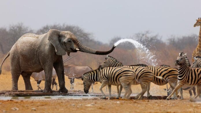 An elephant sprays water from its trunk at a group of zebras gathered around a waterhole, with other animals in the background, capturing the essence of African wildlife that WildAid and Peter Knights tirelessly strive to protect.